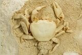 Fossil Crab (Potamon) Preserved in Travertine - Turkey #334789-1
